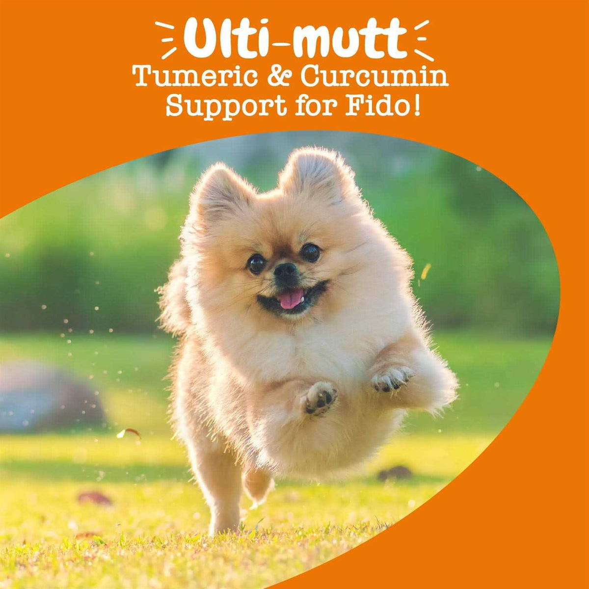 Turmeric Curcumin Bites for Dogs J11156