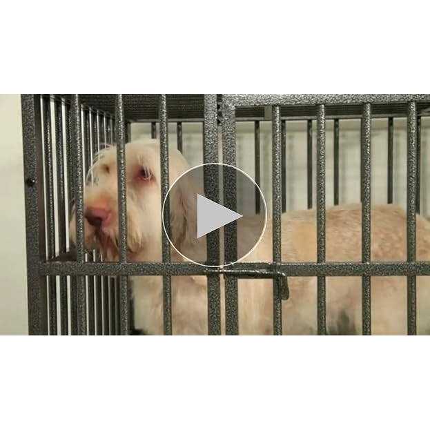 Dog Cage K773719