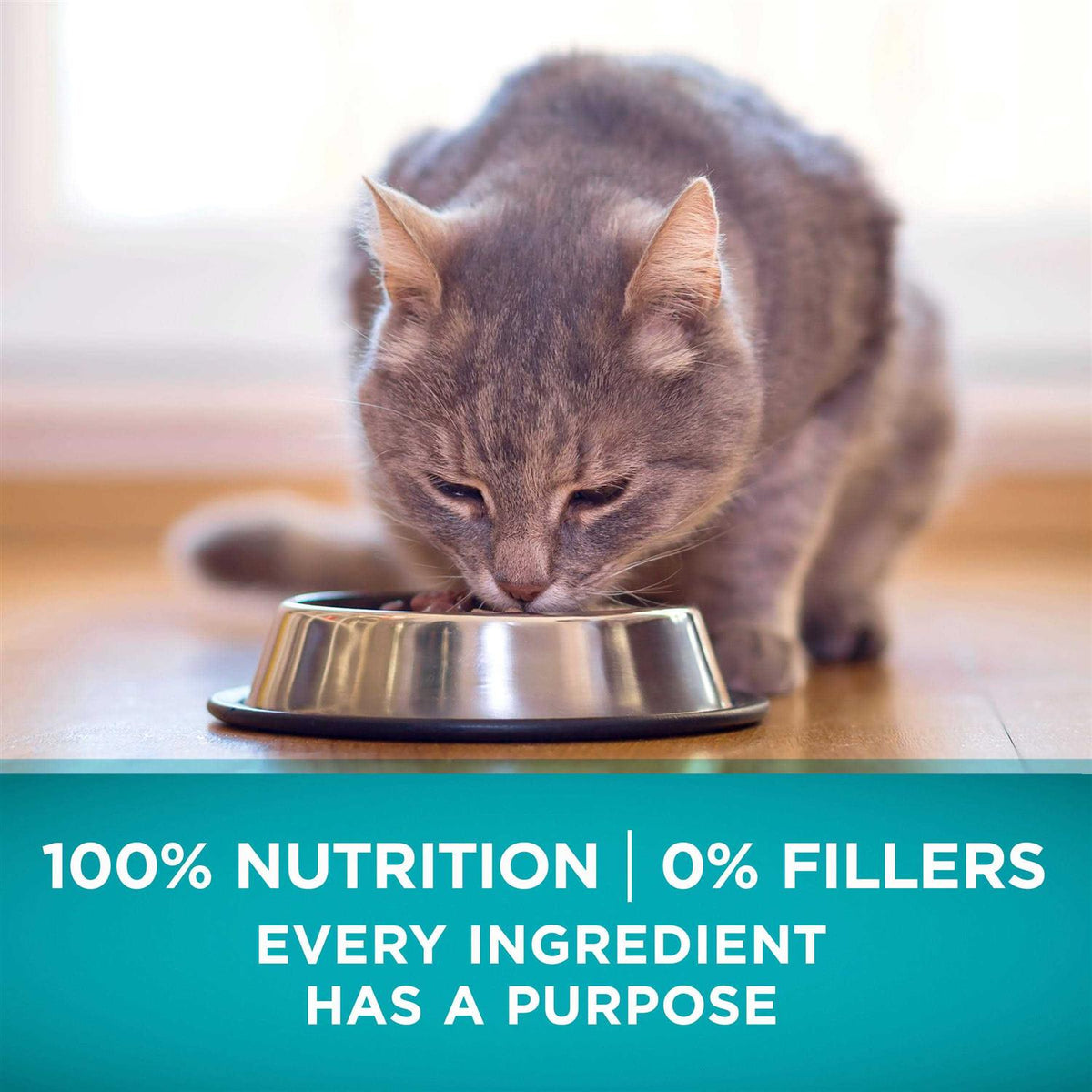 High Protein Grain Free Dry Cat Food A448957