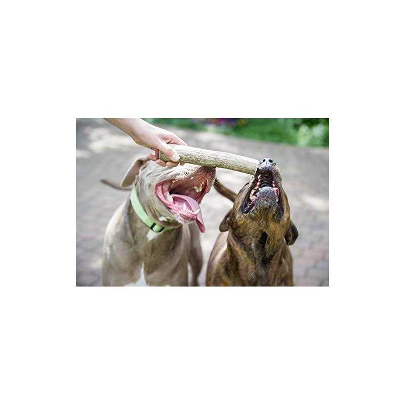 Elk Antler Dog Chew L22474