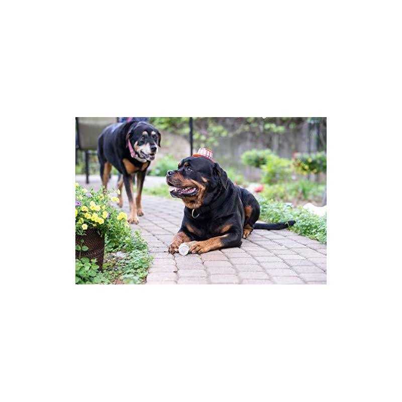 Elk Antler Dog Chew L22474