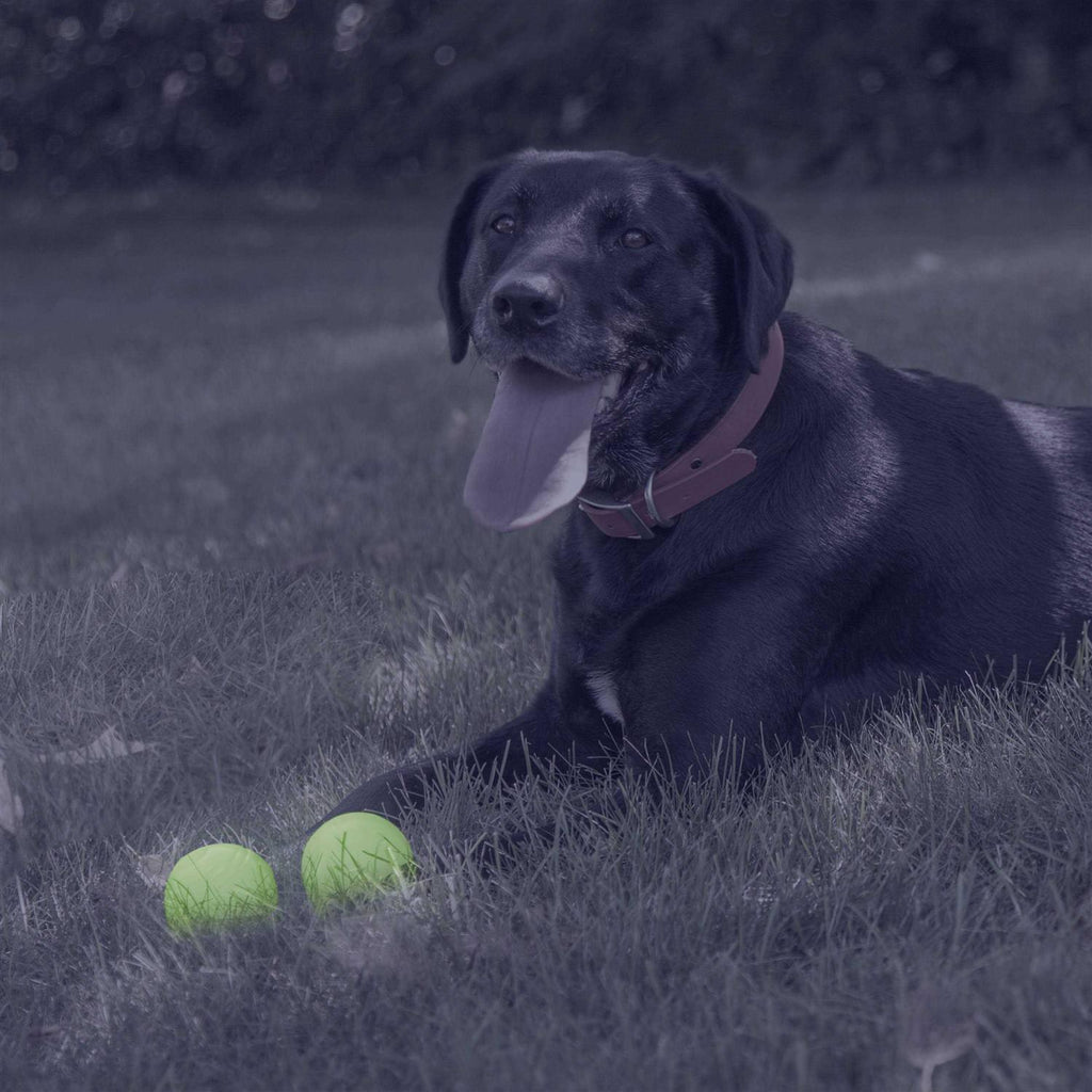Glow Ball Dog Toys W246