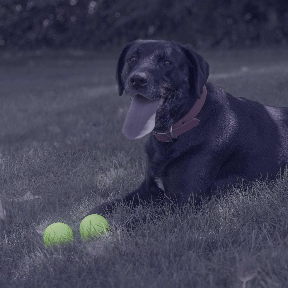 Glow Ball Dog Toys W246