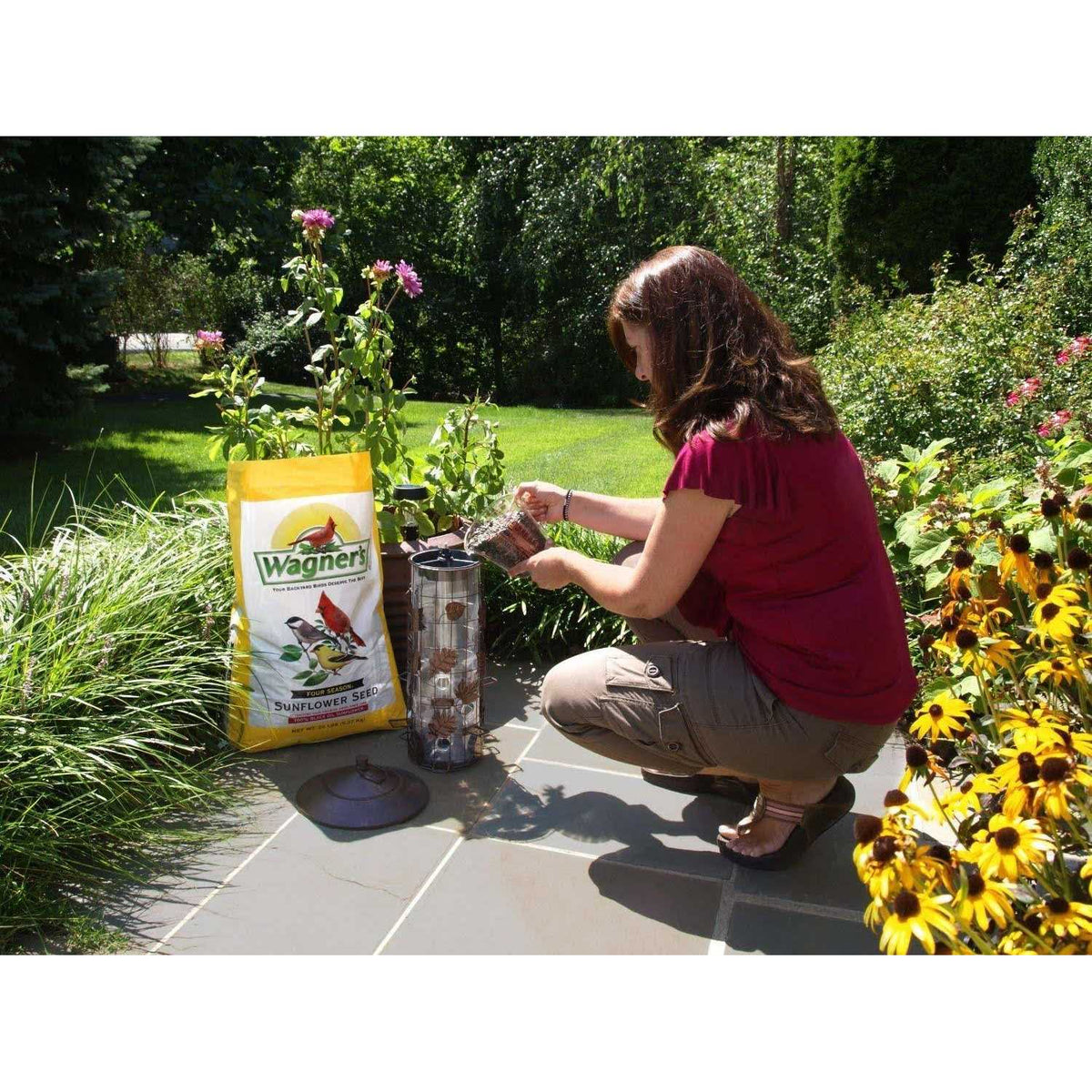 Black Oil Sunflower Seed Z623884