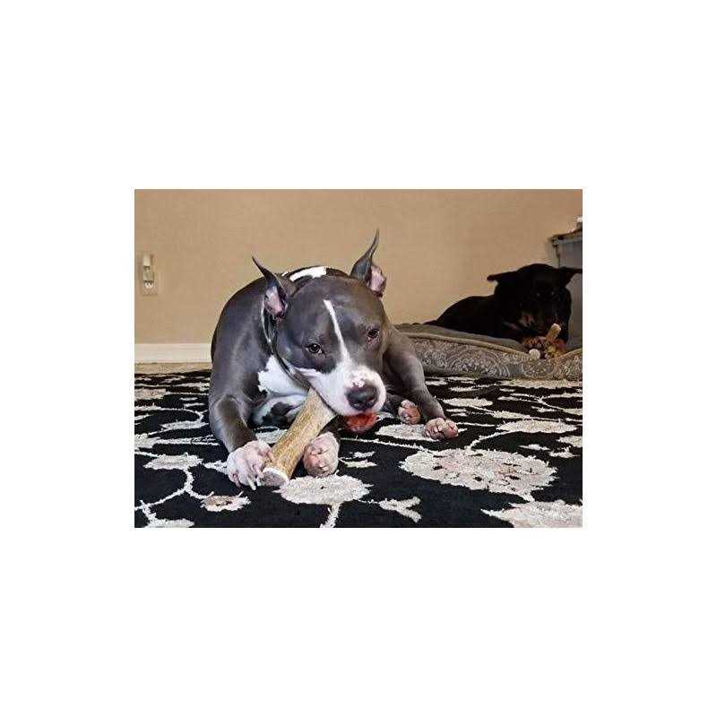 Elk Antler Dog Chew L22474