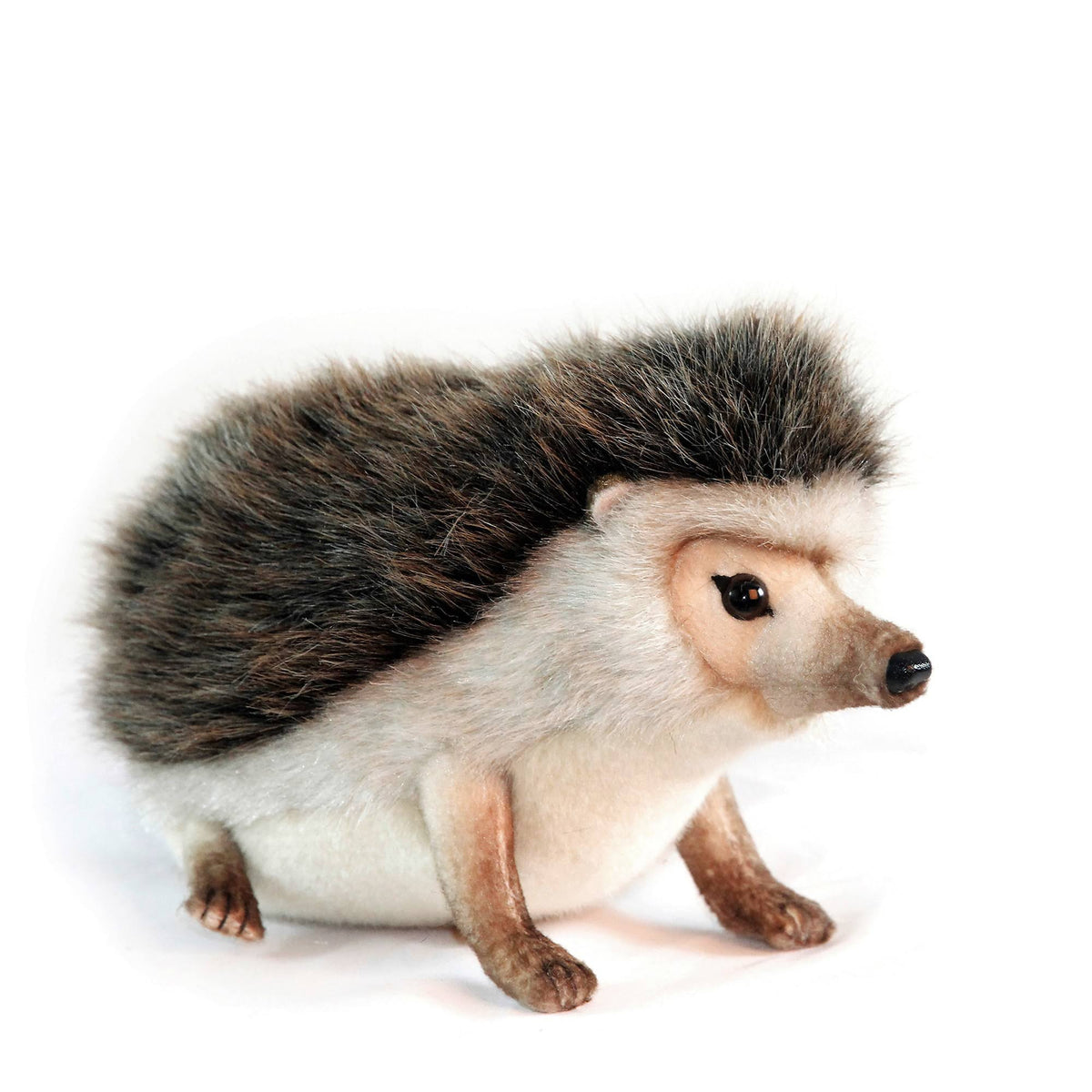 African Pygmy Hedgehog Q415