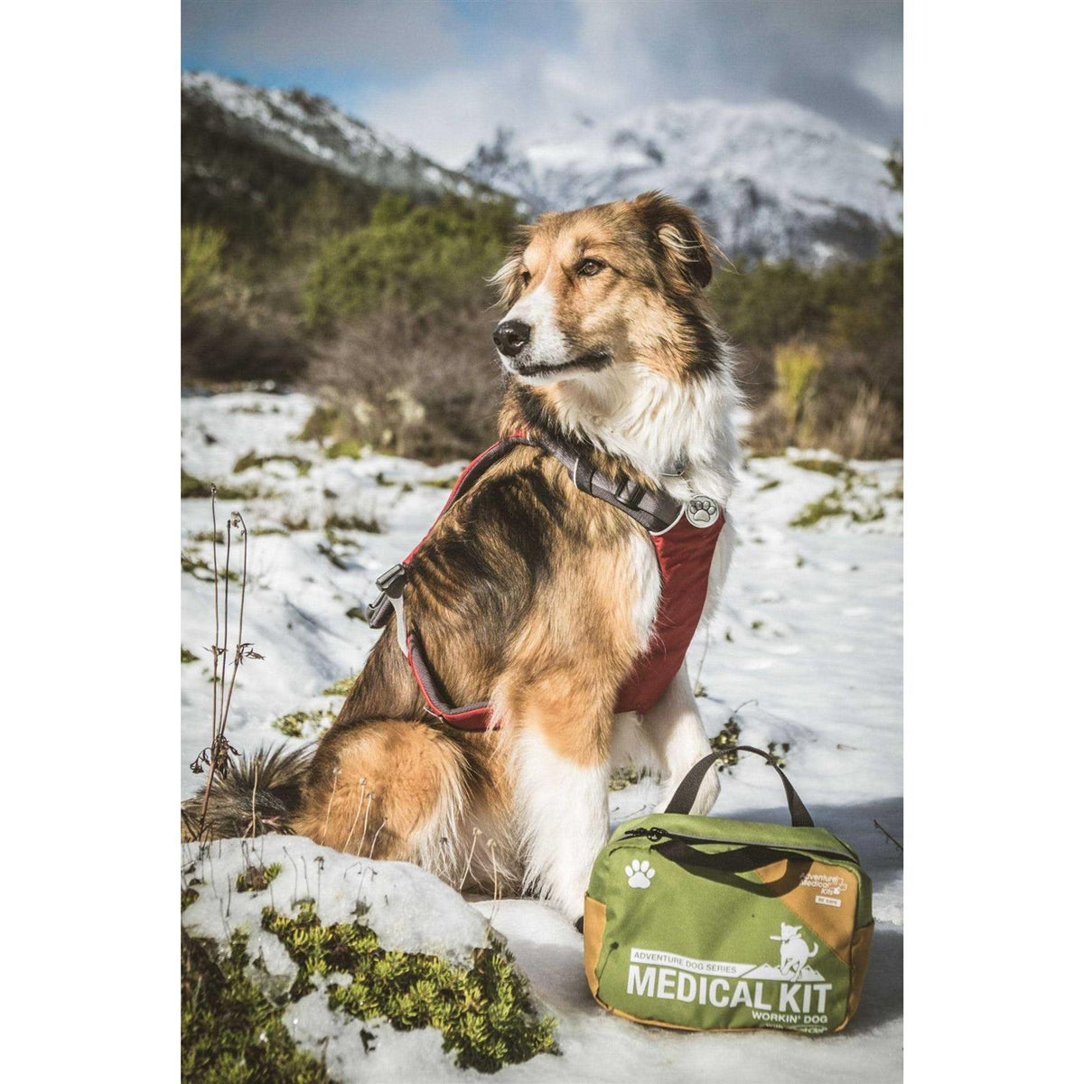 Dog First Aid Kit S287570