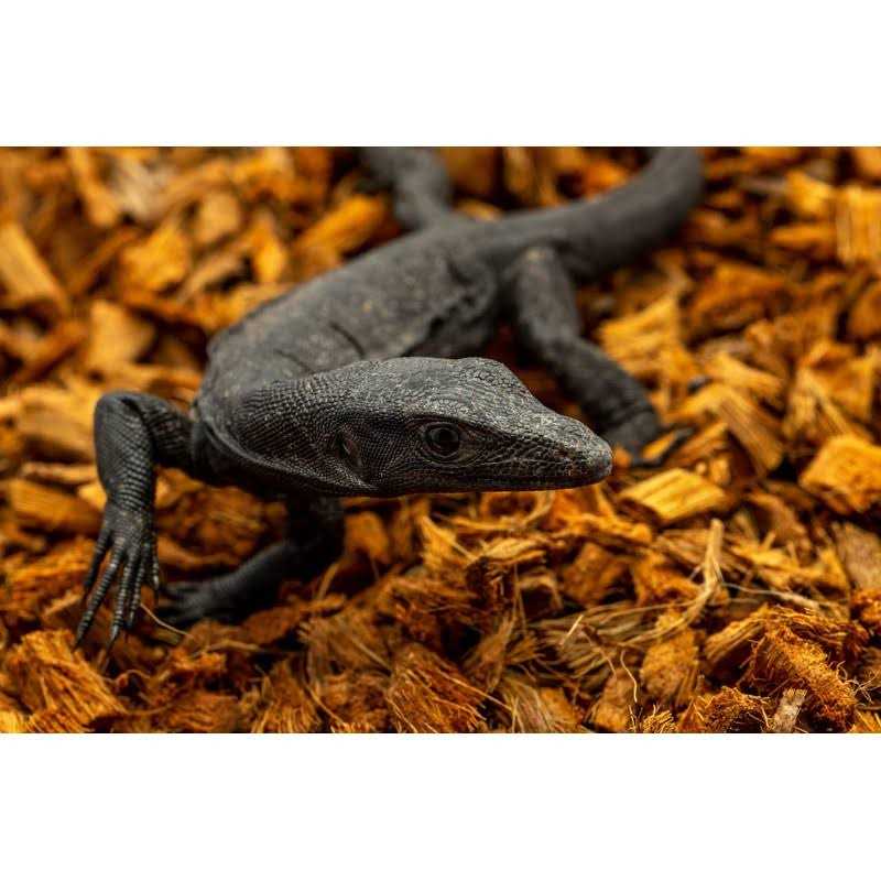 Compressed Coconut Chip Substrate 72 Quart Reptile Bedding X9561