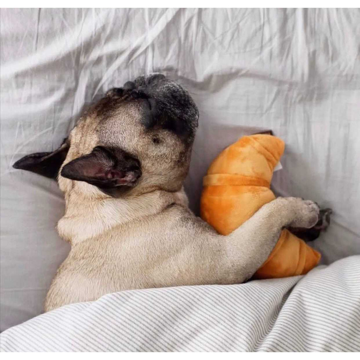 Dog Toy O496769