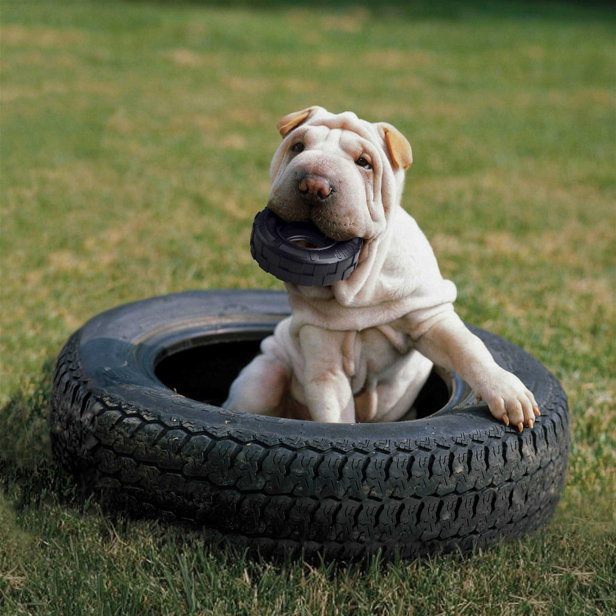Dog Toy V255592